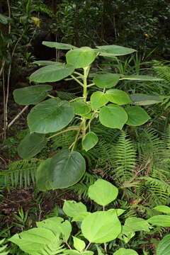 Sivun Cyrtandra cordifolia Gaudich. kuva