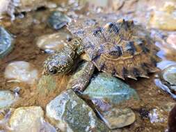 Image of White Throated Snapping Turtle