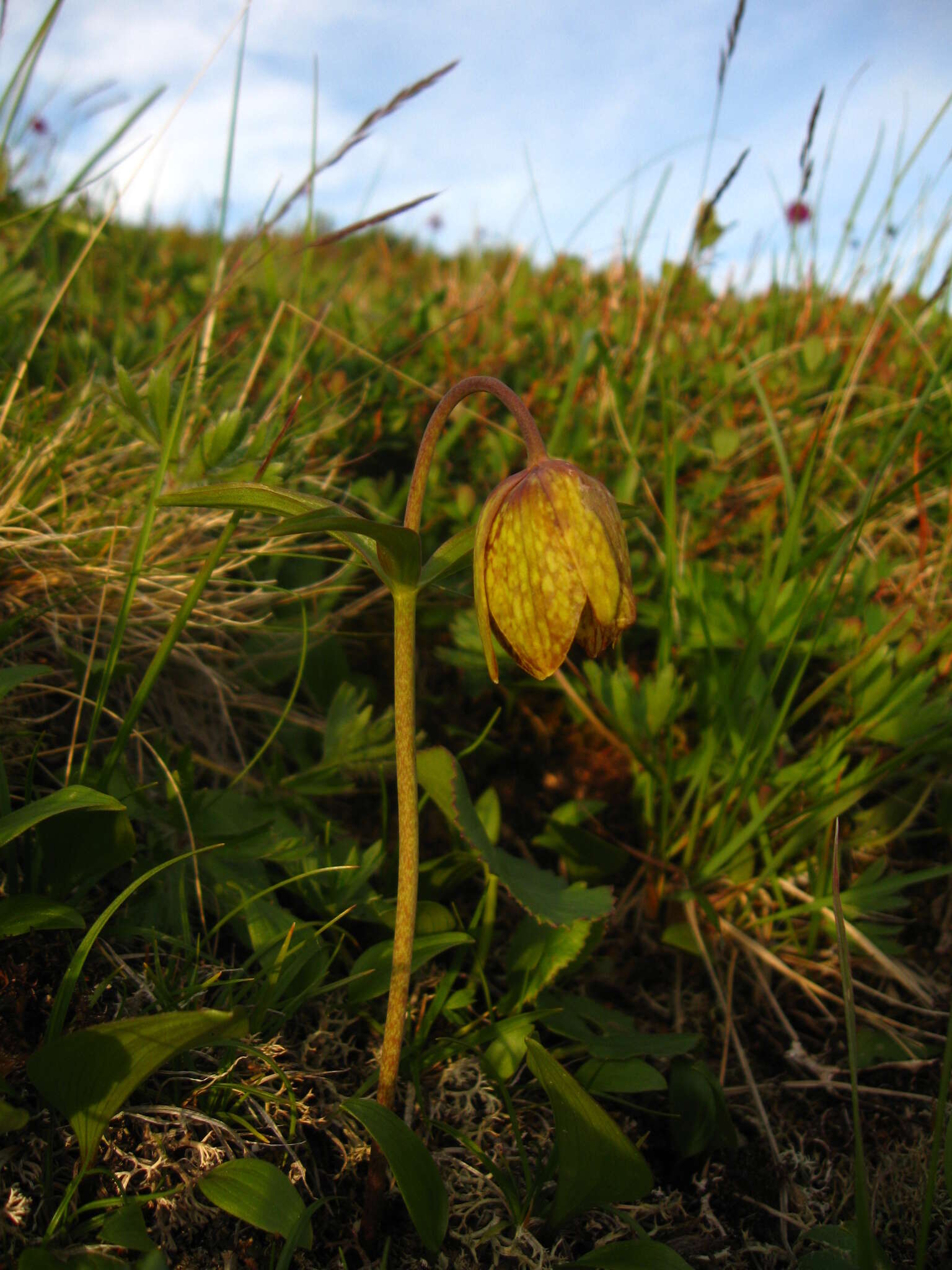 Image of Fritillaria dagana Turcz.