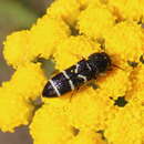 Image of Acmaeodera longicrinis Obenberger 1924