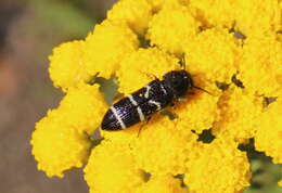 Image of Acmaeodera longicrinis Obenberger 1924