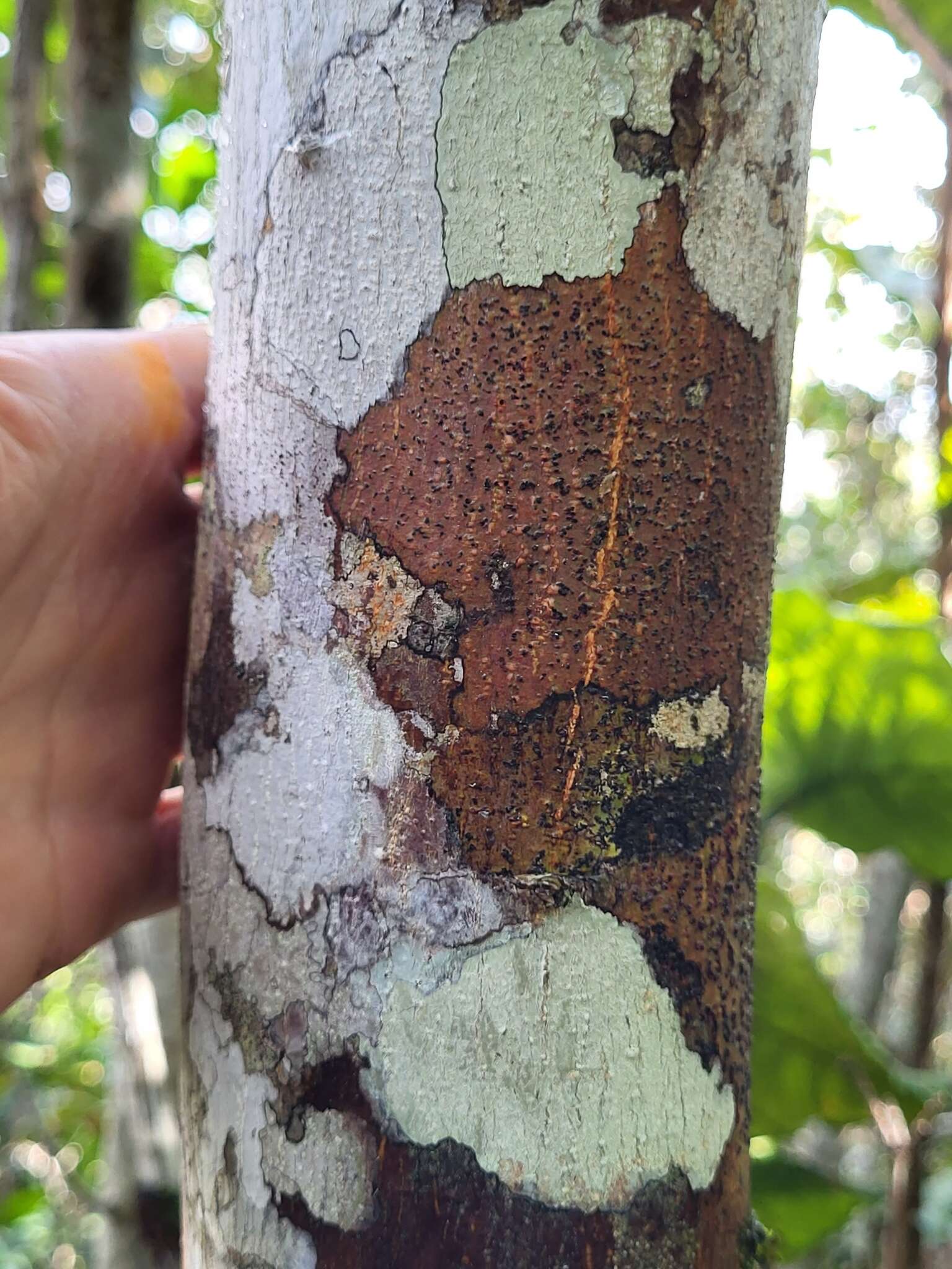 Image of Caribbean burn nose