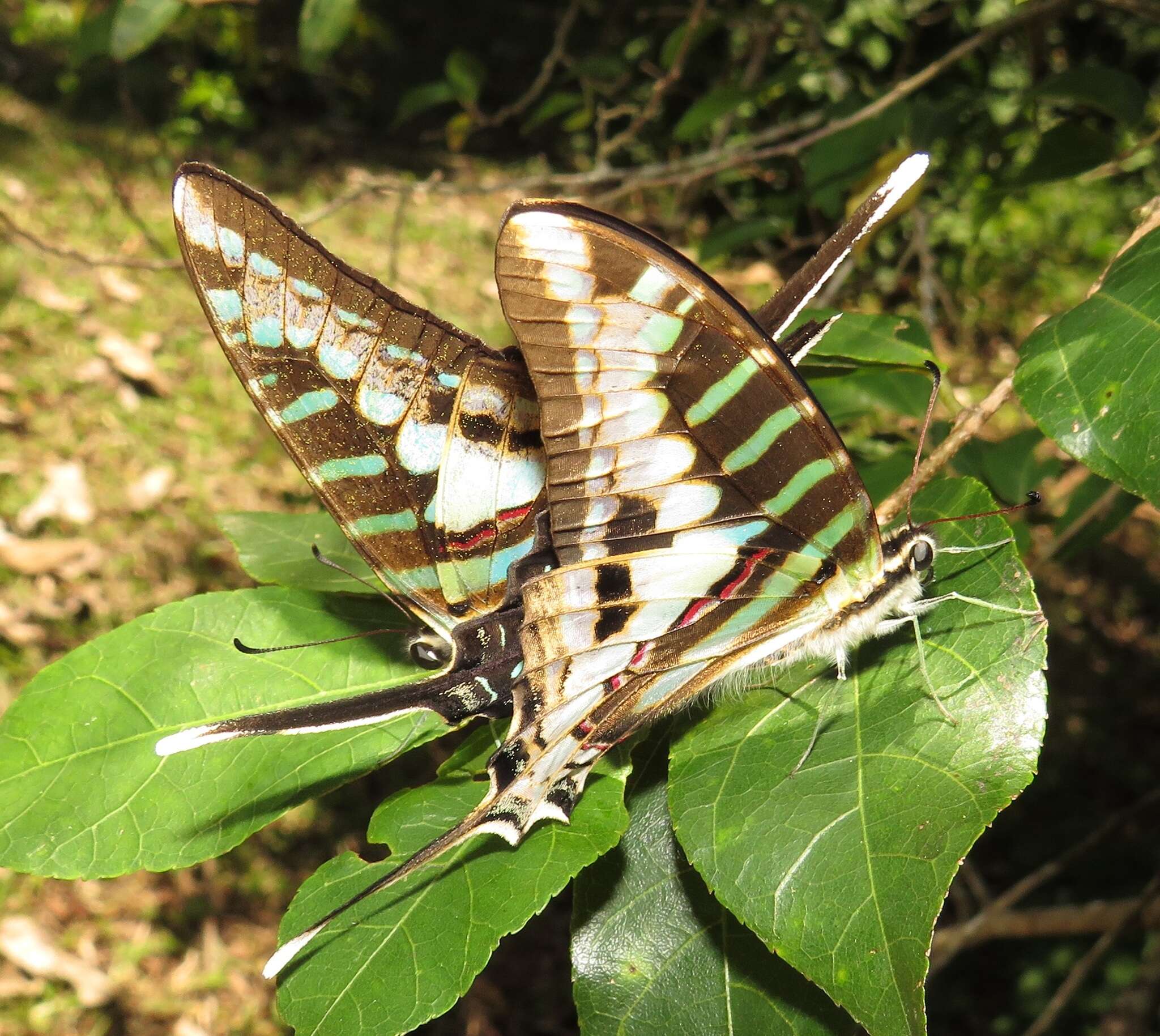 Image de Graphium policenes (Cramer (1775))