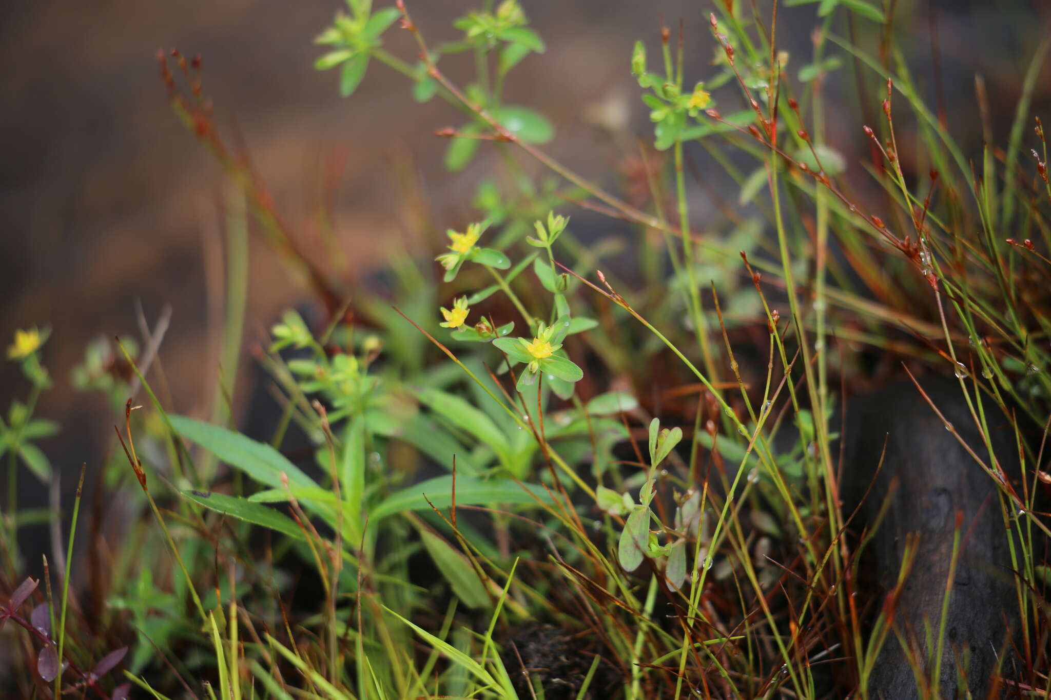 Image of northern St. Johnswort