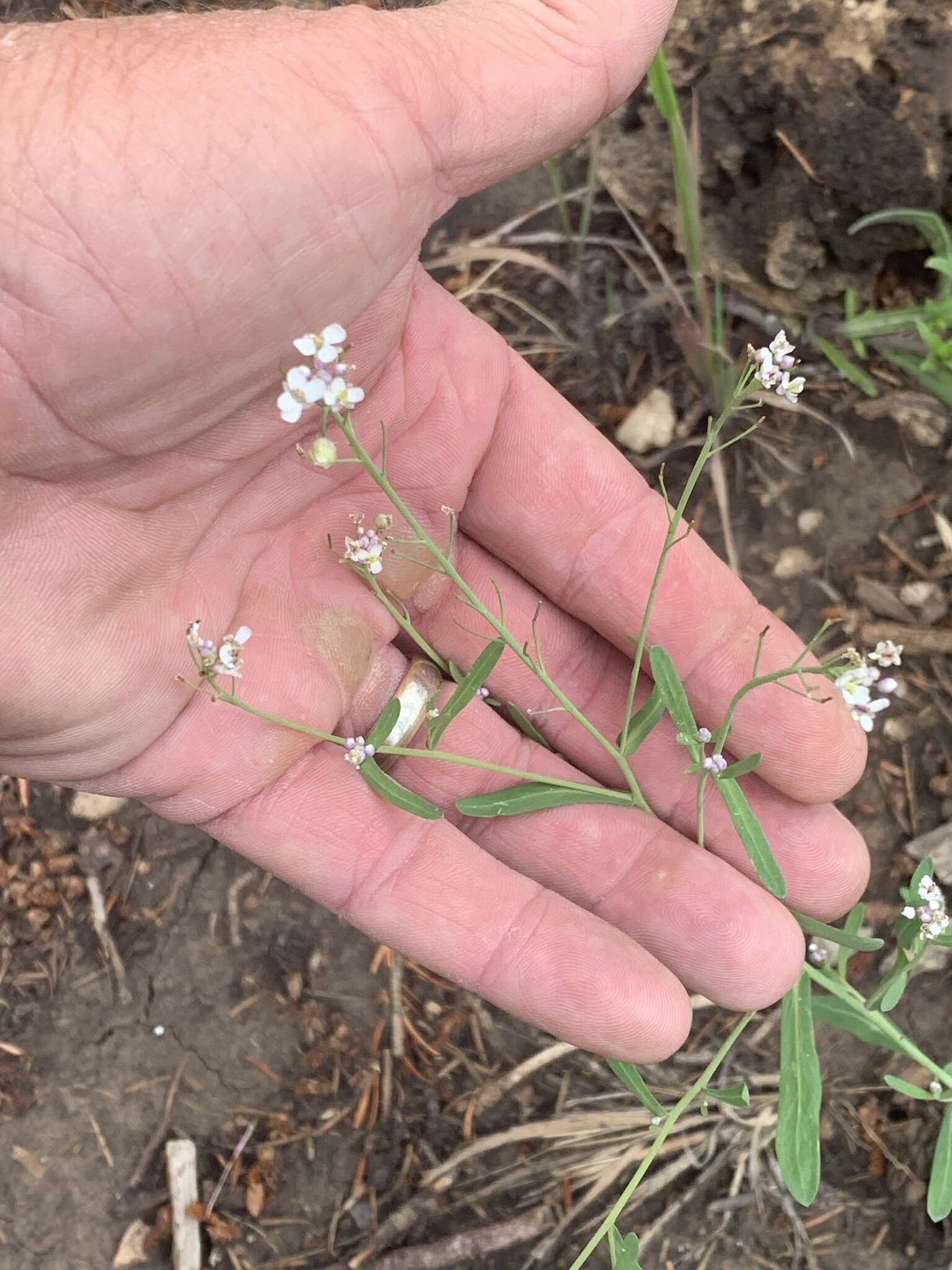 Imagem de Mostacillastrum subauriculatum