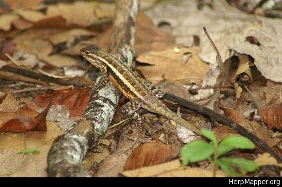 Image of Teapen Rosebelly Lizard