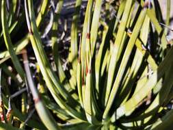 صورة Agave striata subsp. falcata (Engelm.) Gentry