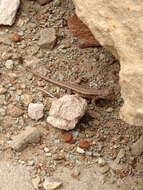 Image of Common Sagebrush Lizard