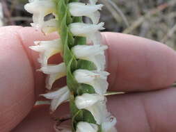 Spiranthes magnicamporum Sheviak的圖片