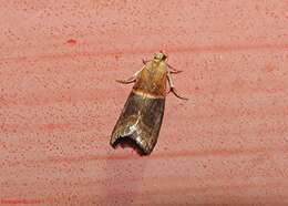 Image of Walnut Shoot Moth