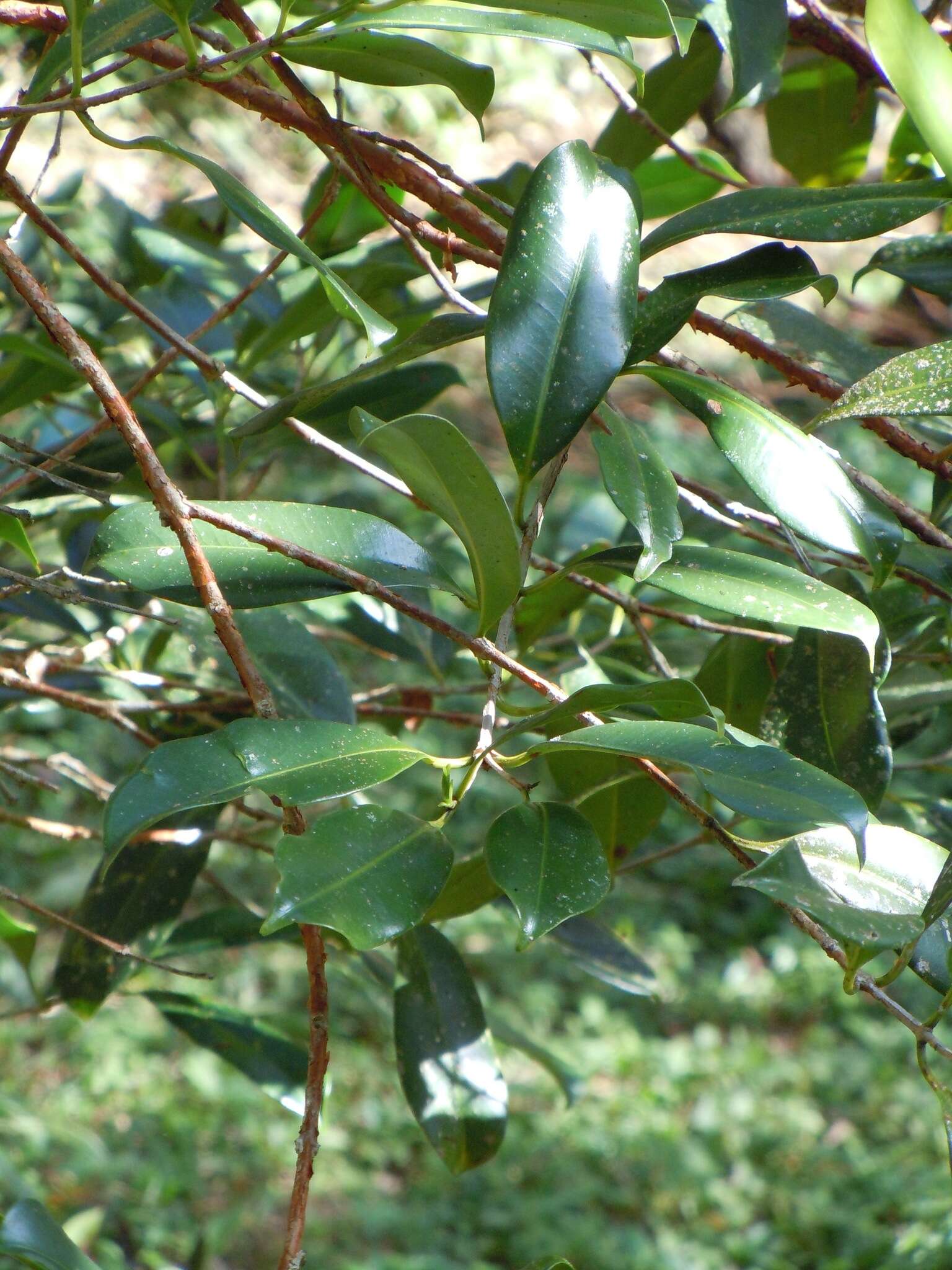 Image of Syzygium papyraceum B. P. M. Hyland