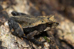 Image of Cuchumatan Golden Toad