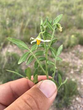 Image of wild potato