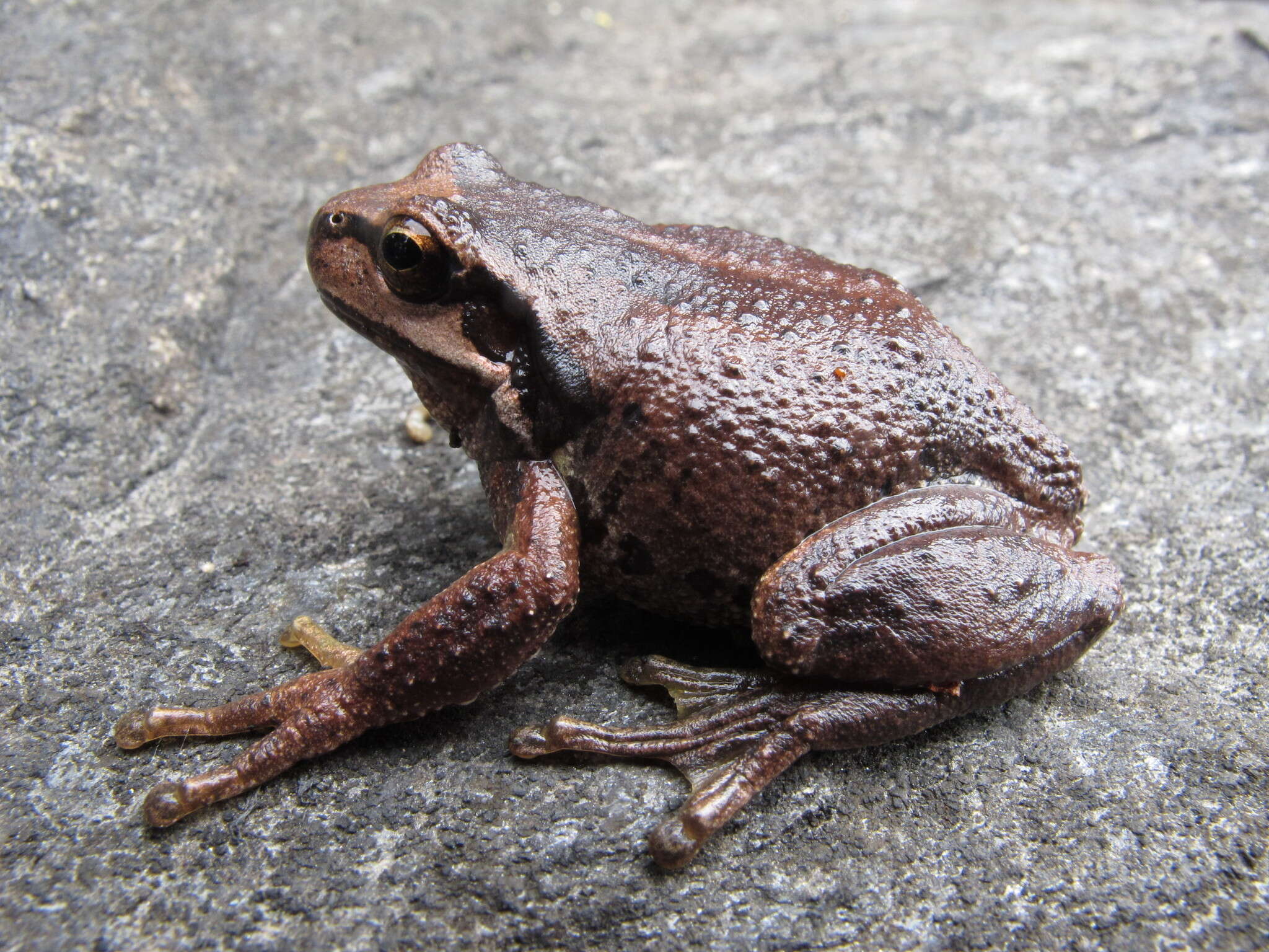 Image of Brown Tree Frog