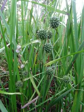 Image of big bur-reed