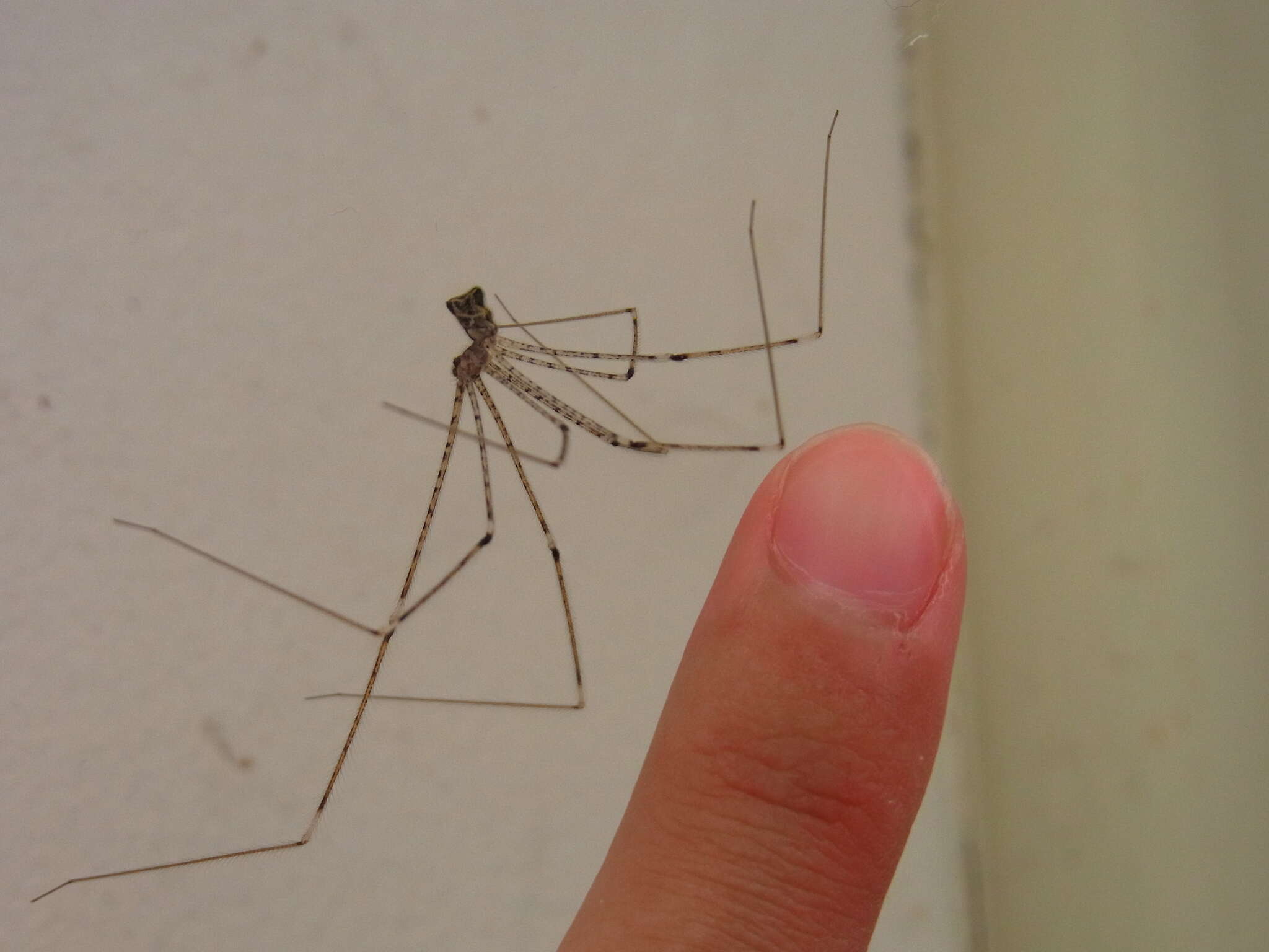 Image of Cellar spider