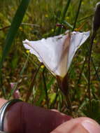 Image of Convolvulus capensis Burm. fil.