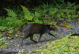 Image of Brazilian Agouti