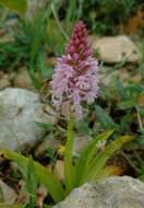 صورة Anacamptis pyramidalis var. urvilleana (Sommier & Caruana) Schltr.