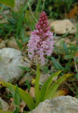 Image de Anacamptis pyramidalis var. urvilleana (Sommier & Caruana) Schltr.