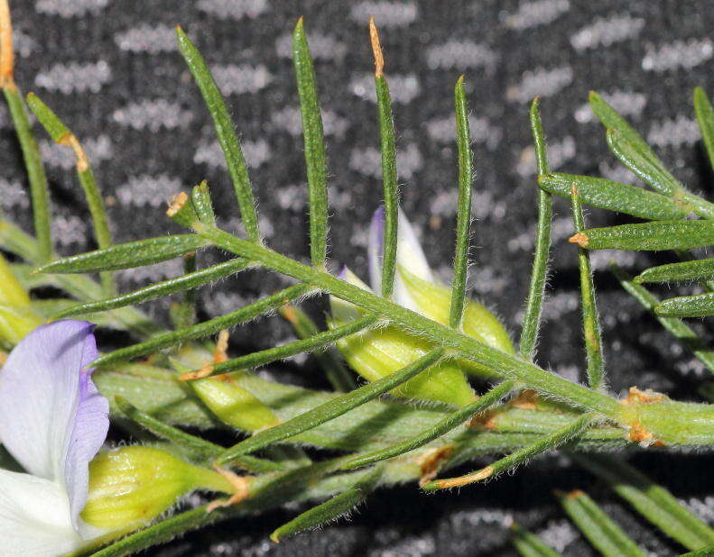 Image of Psoralea odoratissima Jacq.
