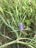 Eryngium paludosum (C. Moore & Betche) P. W. Michael resmi