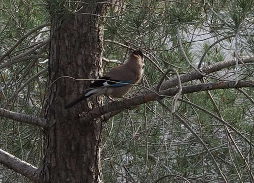 Image de Garrulus glandarius atricapillus Geoffroy Saint-Hilaire & I 1832