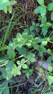 Image of California bedstraw