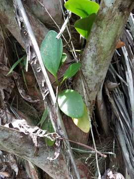 Peperomia obtusifolia (L.) A. Dietr. resmi