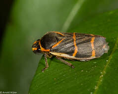 Image of Phymatostetha borneensis Butler 1874