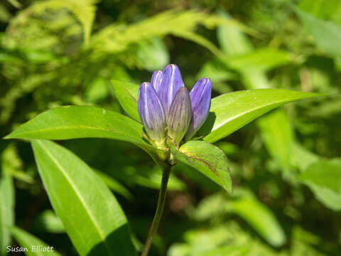 Image of bottle gentian