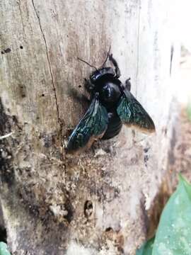 Image of Xylocopa nautlana Cockerell 1904