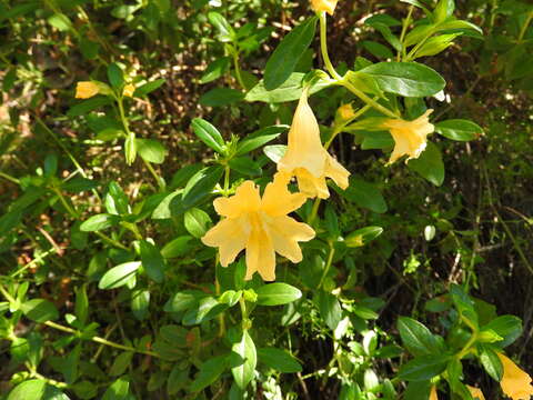 Image of largeflower bush monkeyflower