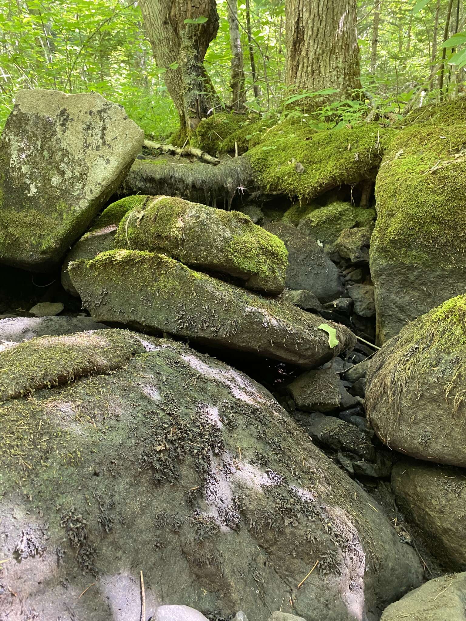 Image of hydrothyria lichen