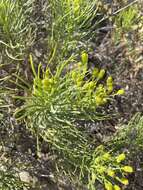 Image of dune ragwort