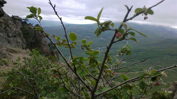 Image of dark-fruited cotoneaster