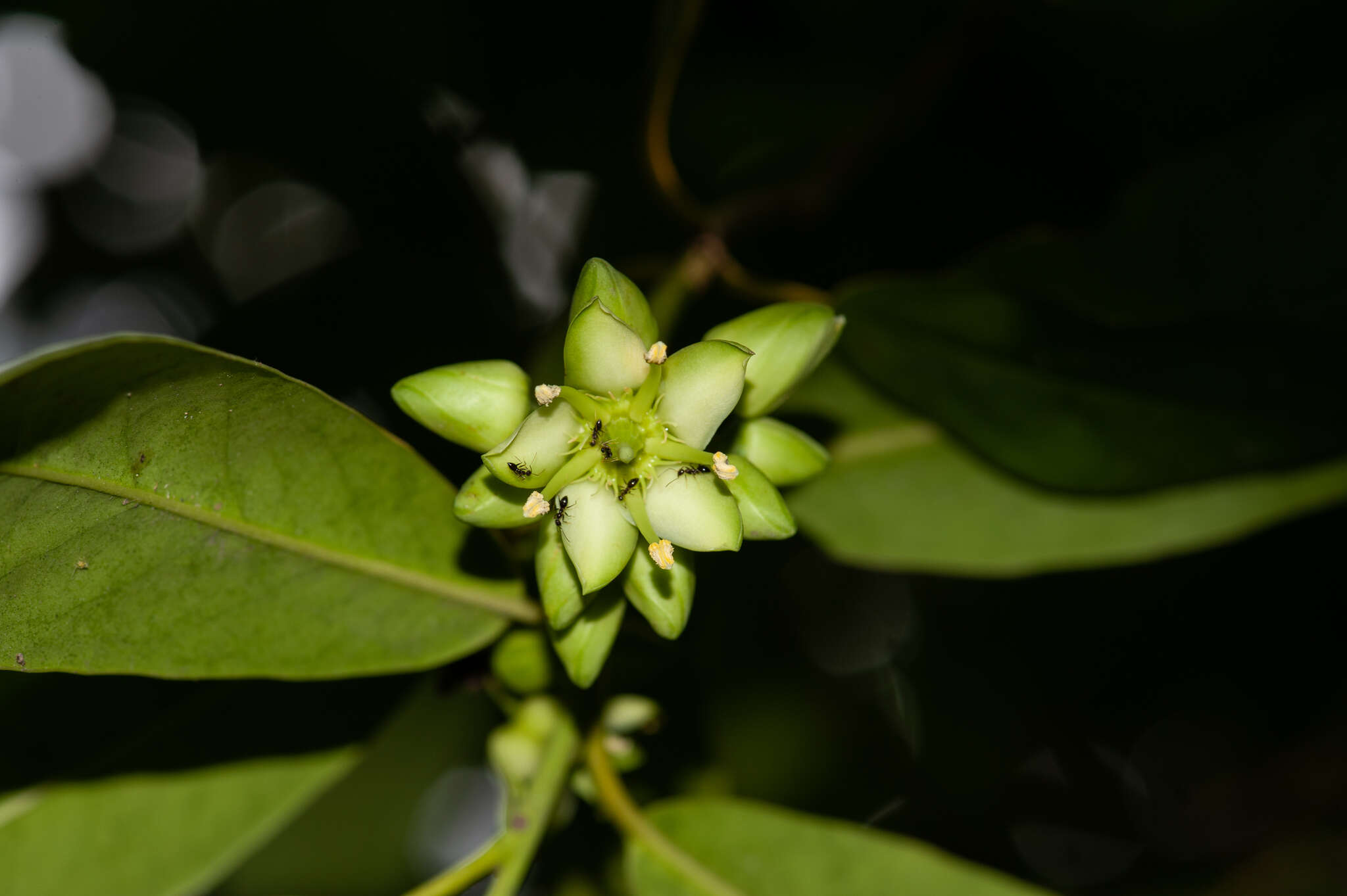 Brexia madagascariensis (Lamk.) Thouars ex Ker-Gawl. resmi