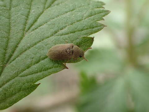 Image of Western Raspberry Fruitworm