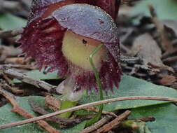 Image of Stately helmet orchid