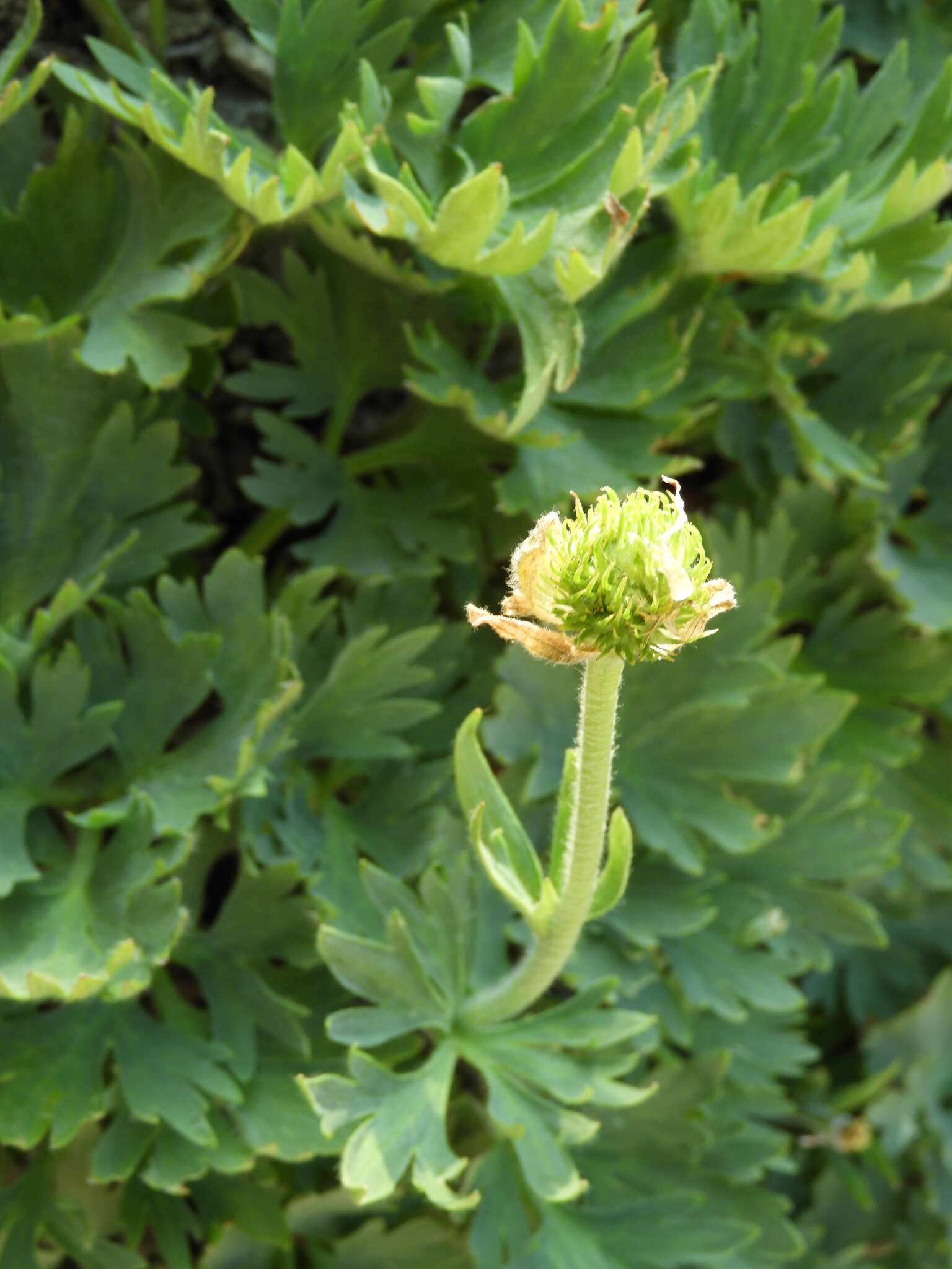 Слика од Ranunculus buchananii Hook. fil.