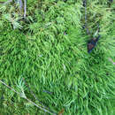 Image of Howell's dicranum moss