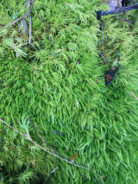 Image of Howell's dicranum moss