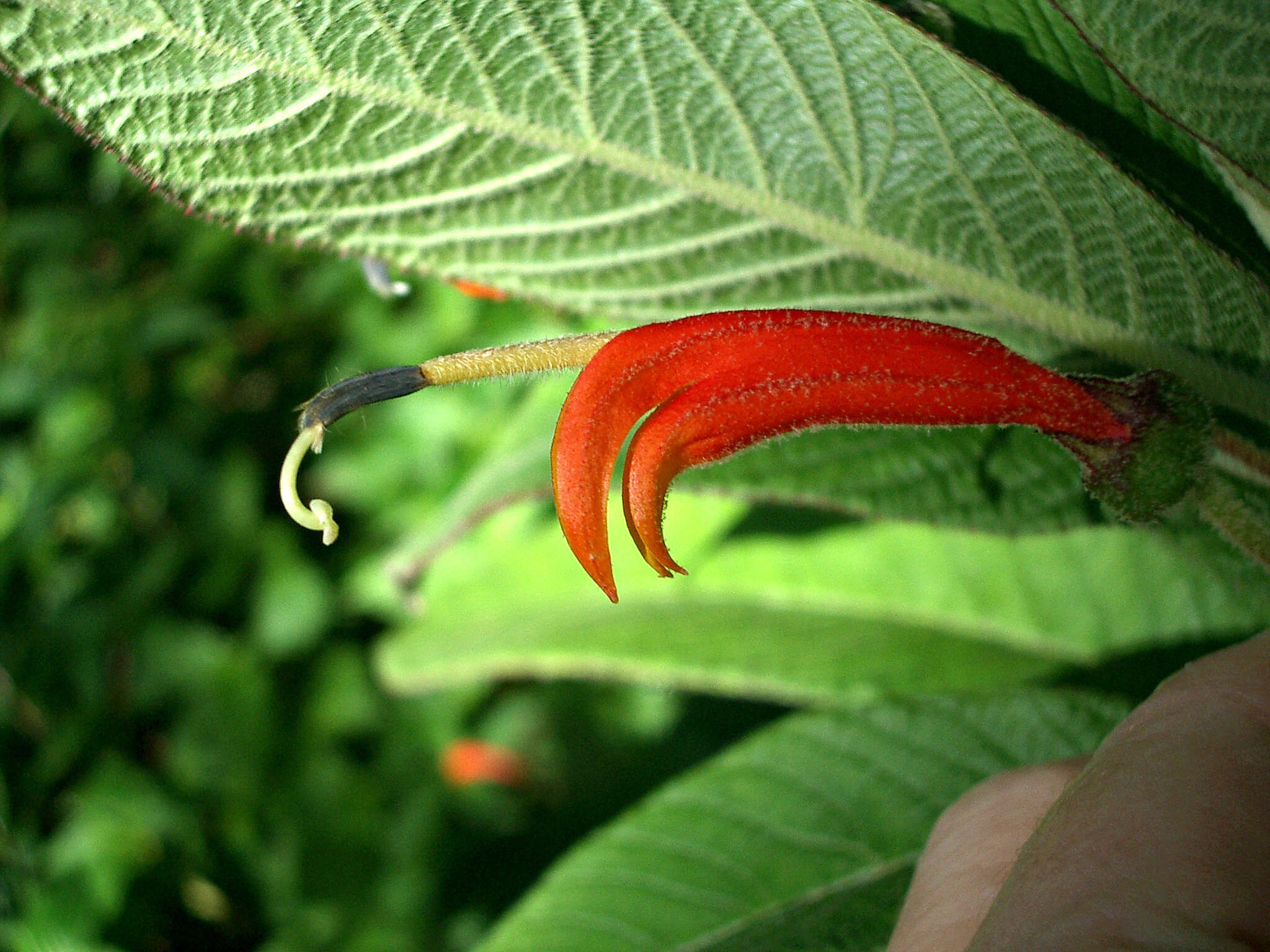 Image of Centropogon ferrugineus (L. fil.) Gleason