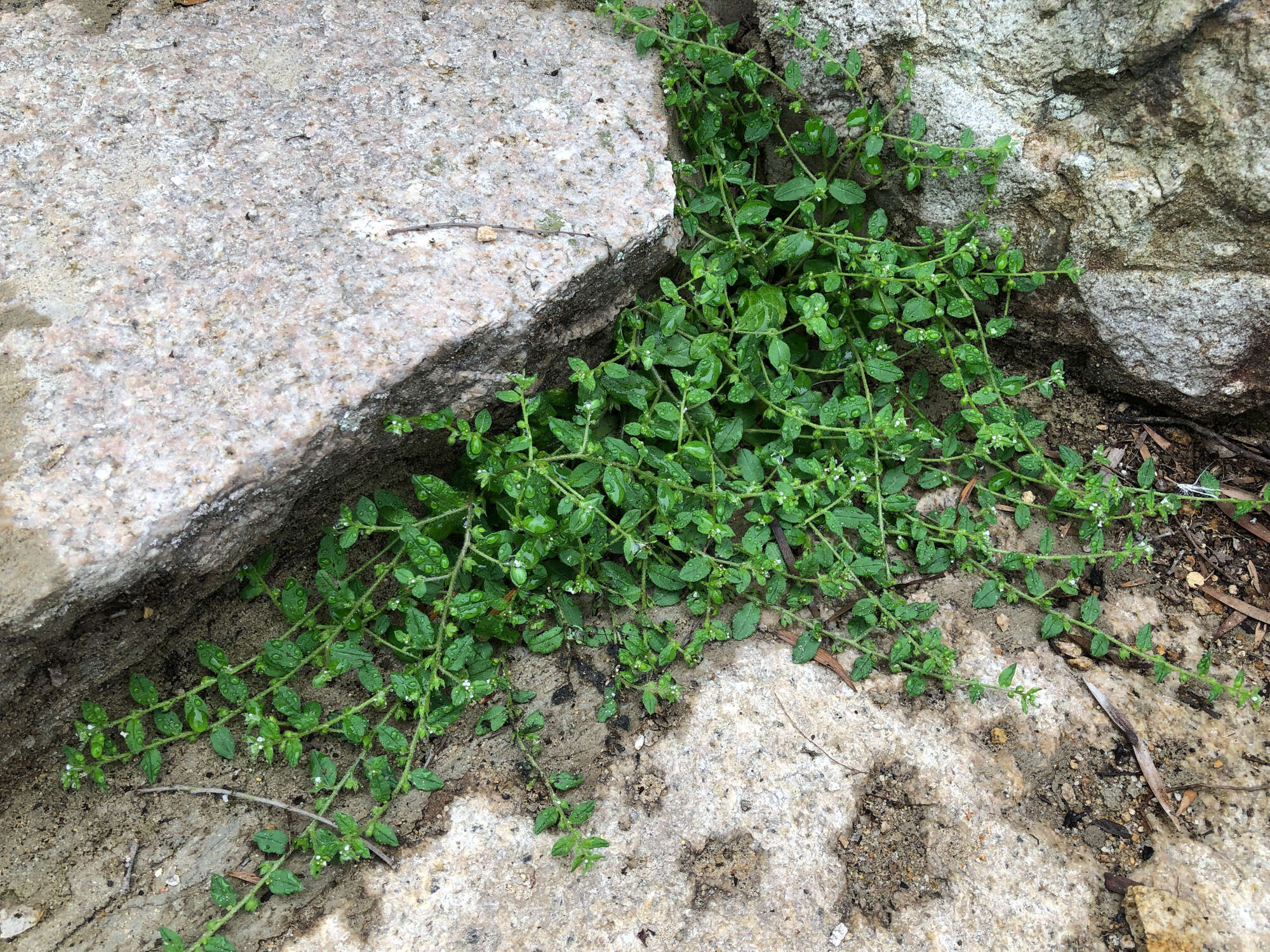 Plancia ëd Bothriospermum zeylanicum (J. Jacquin) Druce