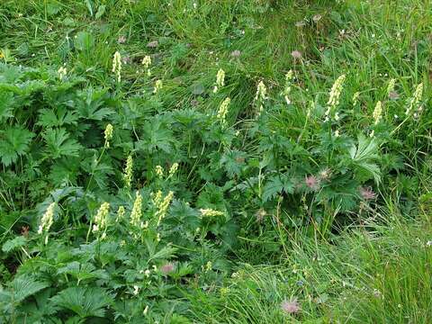 Image of Aconitum lycoctonum subsp. neapolitanum (Ten.) Nyman