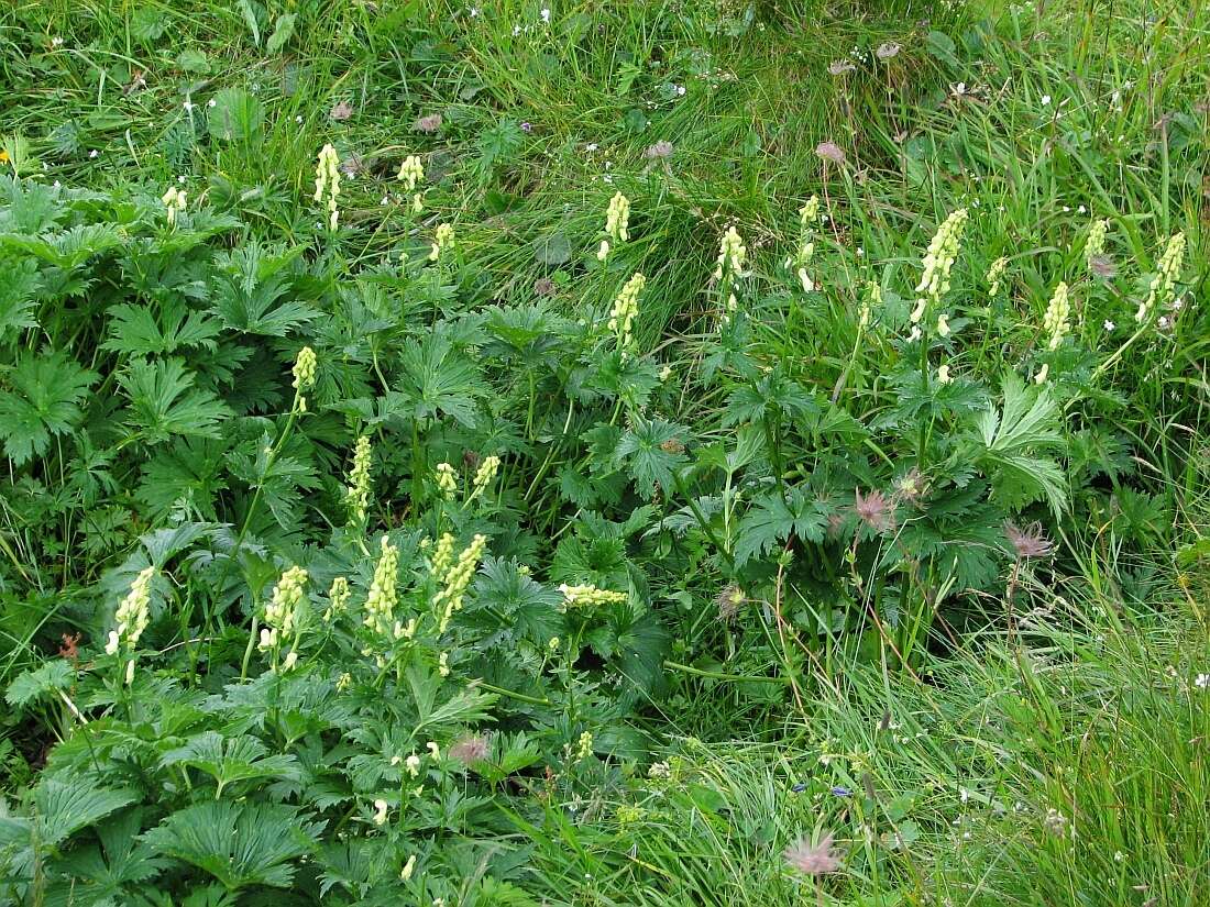 Imagem de Aconitum lycoctonum subsp. neapolitanum (Ten.) Nyman