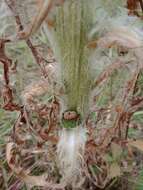 Image of Elk Thistle