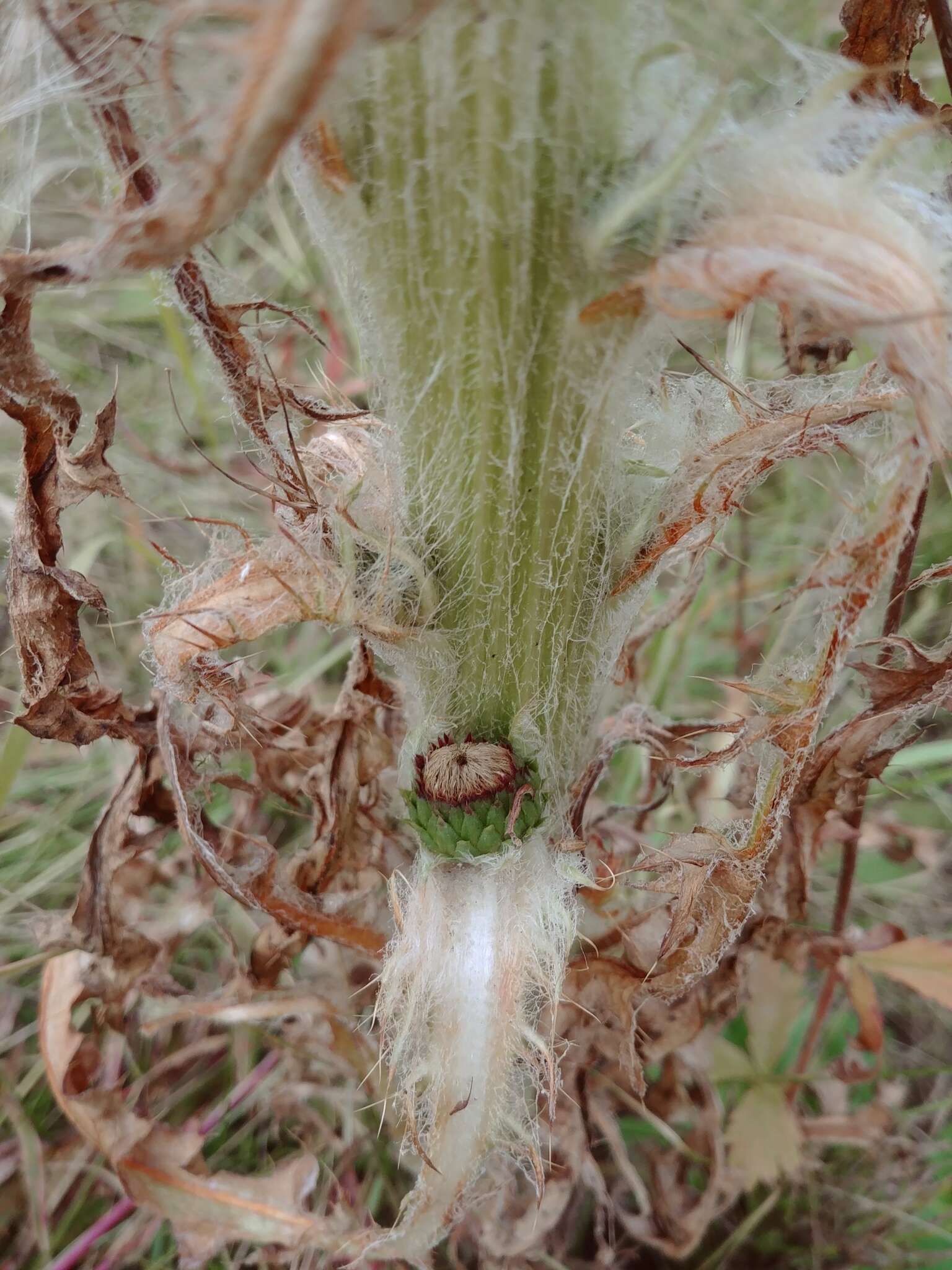 Image of Elk Thistle