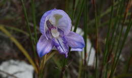 Image of Early blue Disa