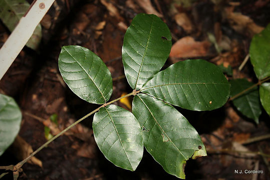Image of <i>Trichilia emetica</i> (Forsk.) Vahl